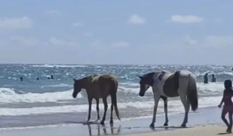 VÍDEO: cavalos foram flagrados curtindo a praia em Pernambuco