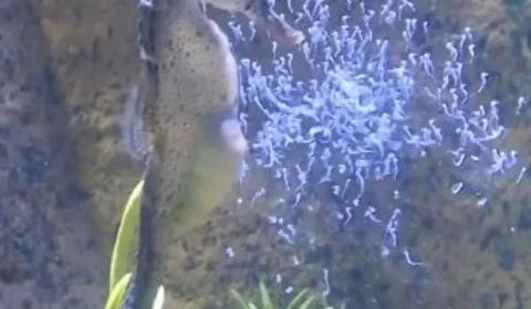 Aquário registra nascimento de espécie de cavalo-marinho em SC