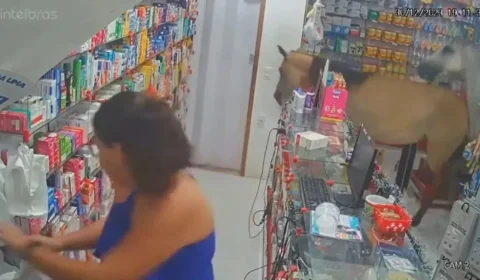 VÍDEO: cavalos invadem farmácia, provocam estragos e assustam funcionárias no RJ