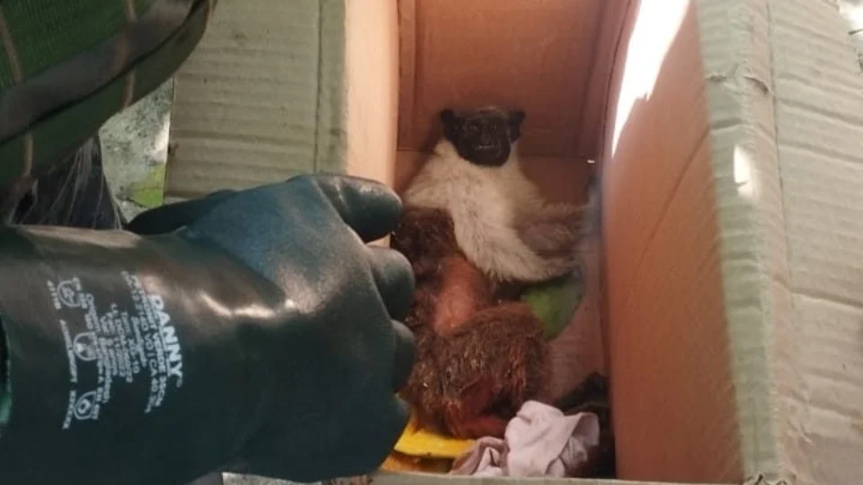 Macaco é resgatado após levar choque elétrico e cair de poste em Manaus