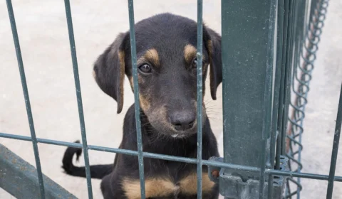 Parlamento sul-coreano proíbe indústria de carne de cachorro