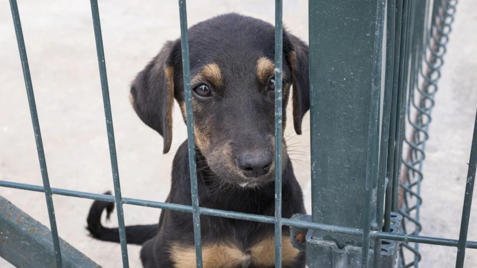 Parlamento sul-coreano proíbe indústria de carne de cachorro