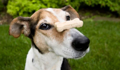 Receita de réveillon: petiscos de coco para cachorro