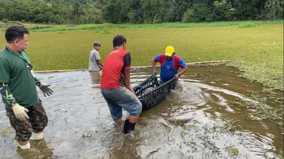 Inpa faz pré-soltura de seis peixes-bois da Amazônia em Iranduba-AM