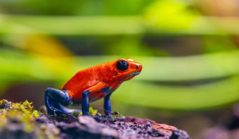 Brasileira é presa em aeroporto com 130 sapos venenosos na Colômbia
