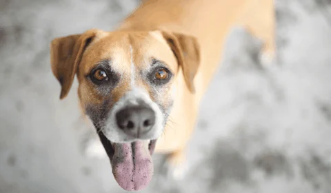 ‘Vira-lata caramelo’ pode se tornar manifestação cultural imaterial do Brasil