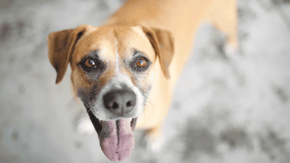 ‘Vira-lata caramelo’ pode se tornar manifestação cultural imaterial do Brasil