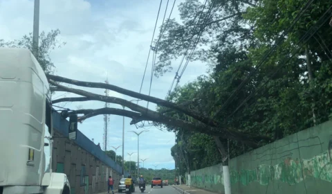 Chuva: árvore cai e engarrafa trânsito na Bola do Coroado, em Manaus