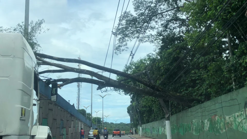 Chuva: árvore cai e engarrafa trânsito na Bola do Coroado, em Manaus