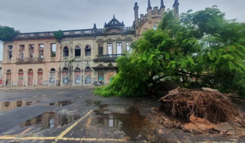 Inverno amazônico: manejo preventivo de árvores é realizado no Centro de Manaus
