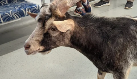 Vídeo captura bode passeando de trem em São Paulo