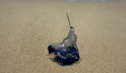 Como reconhecer uma caravela-portuguesa nas praias?