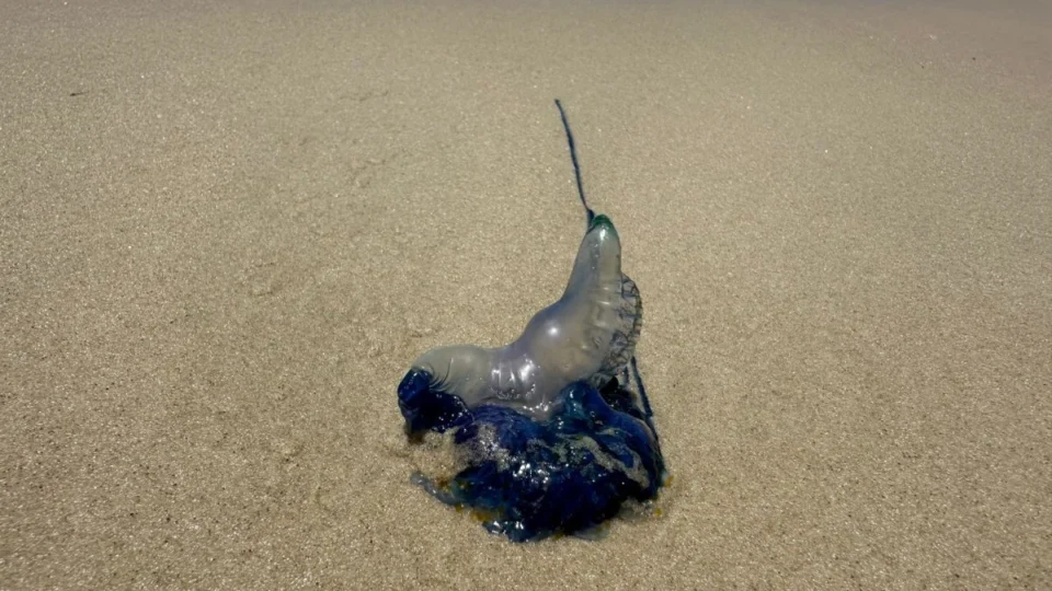 Como reconhecer uma caravela-portuguesa nas praias?