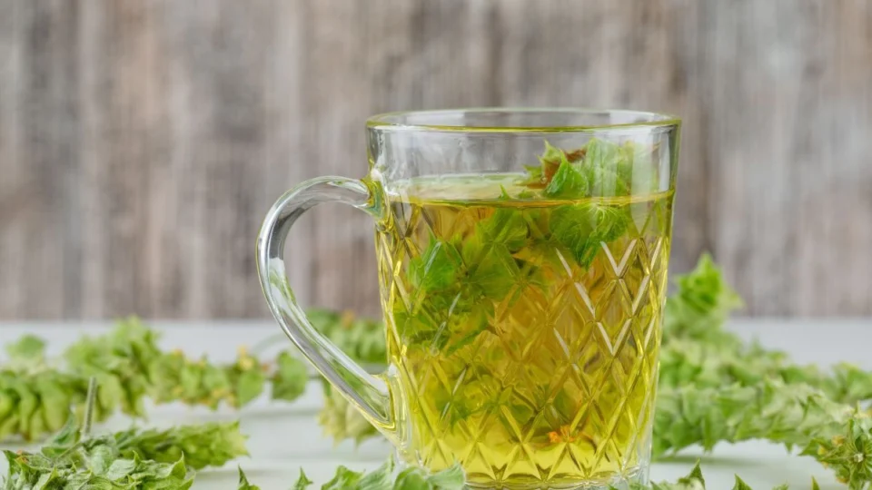 Chá de capim-cidró: quais os benefícios e como fazer?