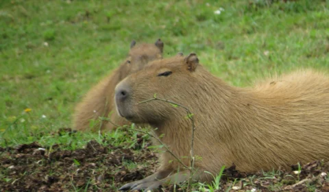 Capivara é flagrada em situação inusitada nas ruas de Florianópolis