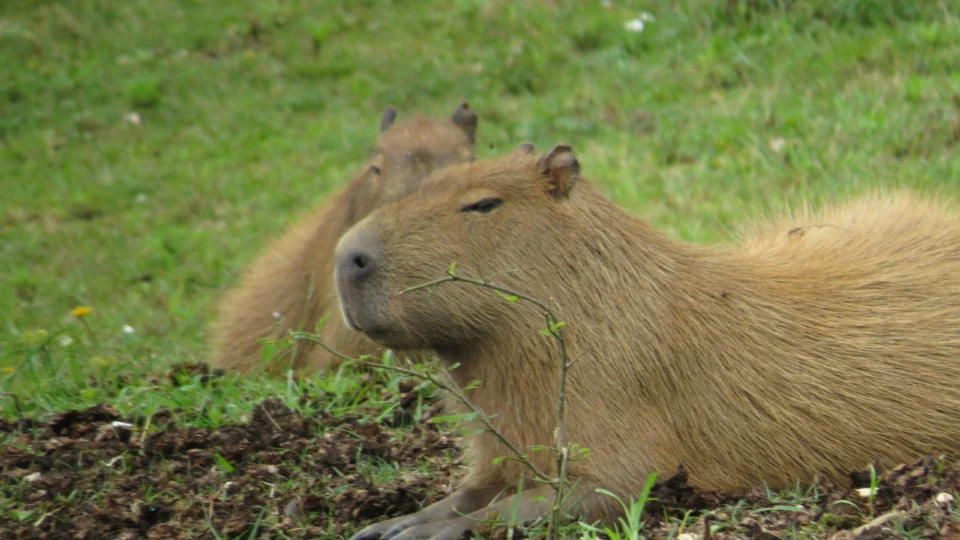 Capivara é flagrada em situação inusitada nas ruas de Florianópolis