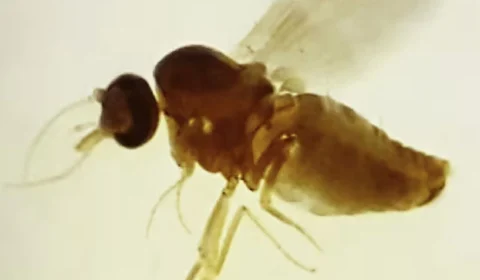 Manaus tem 46 novos casos de febre oropouche