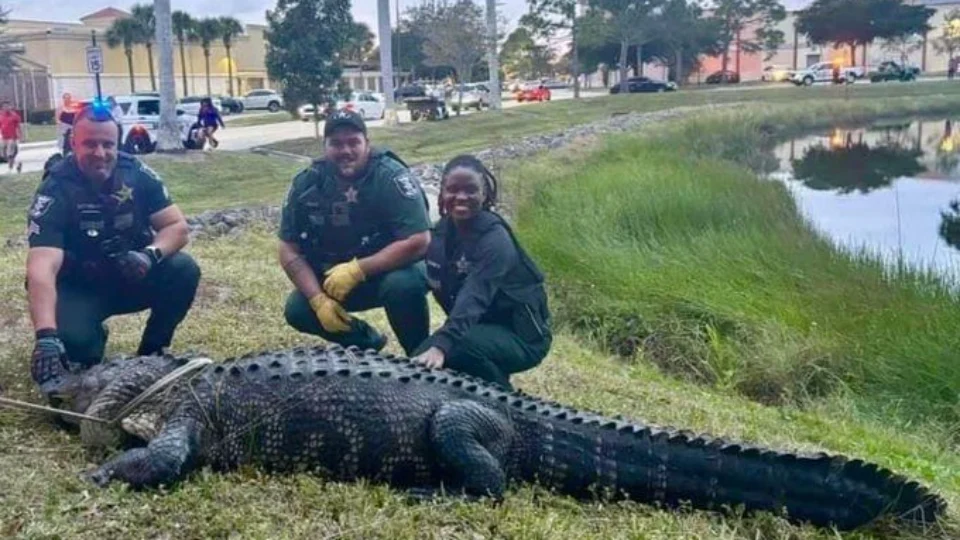 Jacaré ‘gigante’ é resgatado dentro de loja em shopping nos EUA