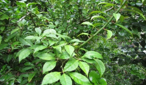 Ora-pro-nóbis: 5 benefícios do consumo da planta para a saúde