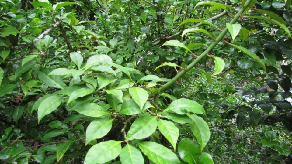 Ora-pro-nóbis: 5 benefícios do consumo da planta para a saúde