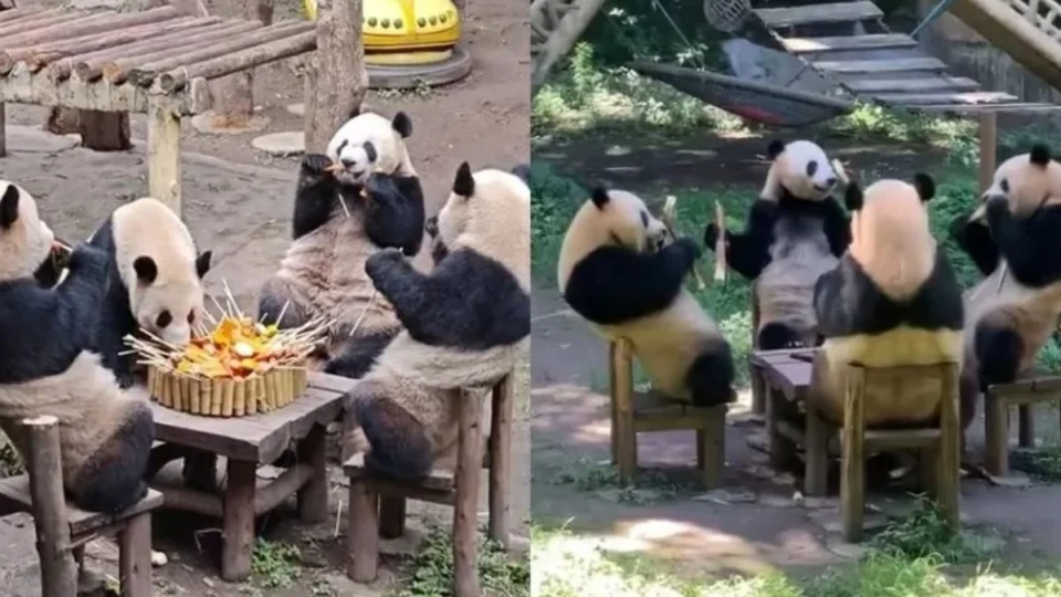 Fotos de pandas viralizam na internet por atitude incomum; veja vídeo