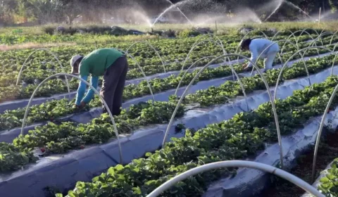 Aplicação do crédito rural chega a R$ 250 bilhões em seis meses
