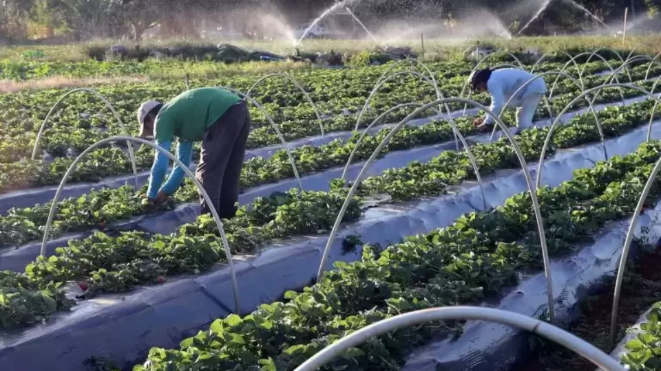 Aplicação do crédito rural chega a R$ 250 bilhões em seis meses