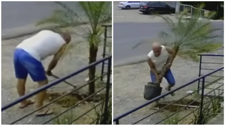 VÍDEO: casal de idosos furta coqueiro de pizzaria em Alvorada-RS