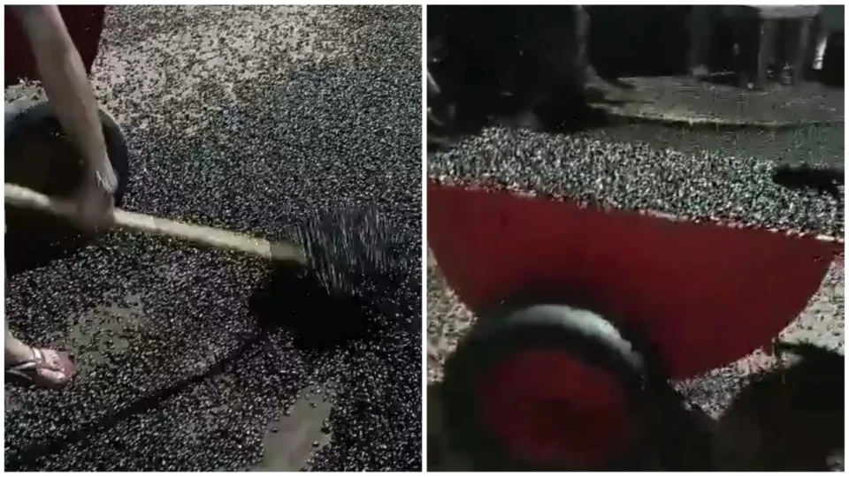 VÍDEO: Infestação de besouros assusta moradores do Amapá; confira