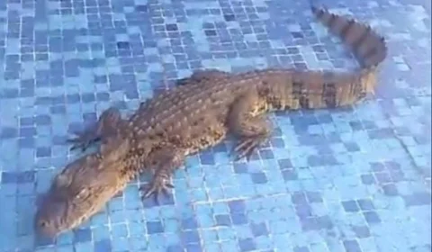 VÍDEO: Jacaré é flagrado dentro de hospital no Espírito Santo; veja