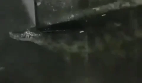 VÍDEO: jacaré invade casa durante tempestade no Rio de Janeiro; veja