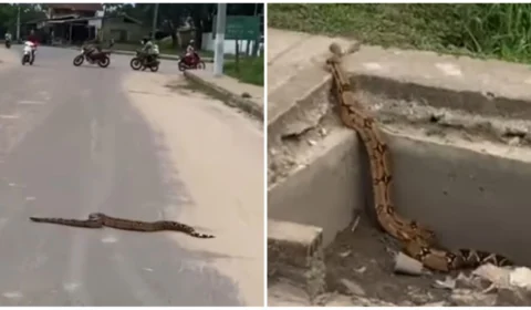 VÍDEO: jiboia de quase 2 metros para trânsito no interior do AM
