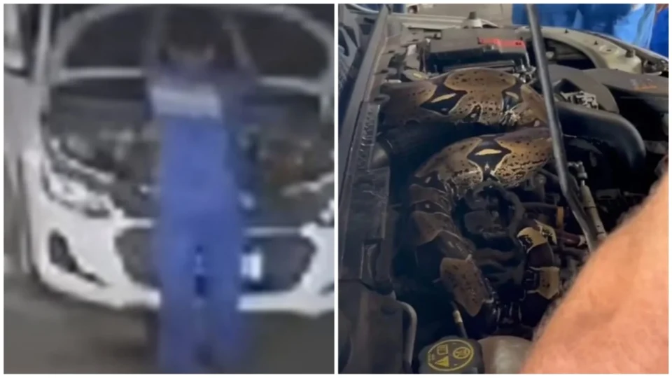 VÍDEO: Mecânico encontra jiboia em capô de carro, no Rio Branco
