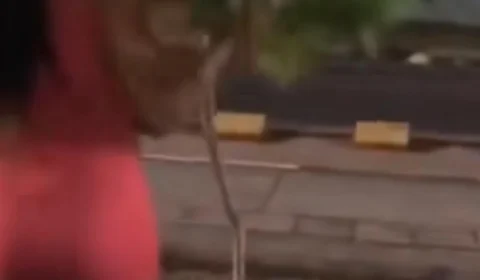 Em RR: Vídeo de jovens destruindo árvore viraliza nas redes sociais