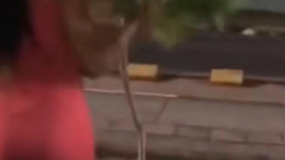 Em RR: Vídeo de jovens destruindo árvore viraliza nas redes sociais