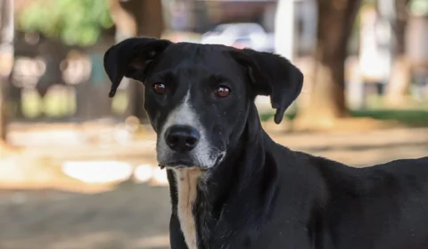 Palmas abre edital para castração de pets em parceria com clínicas veterinárias