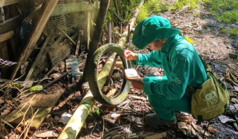 Amazonas acumula a maioria dos casos de febre Oropouche no Brasil