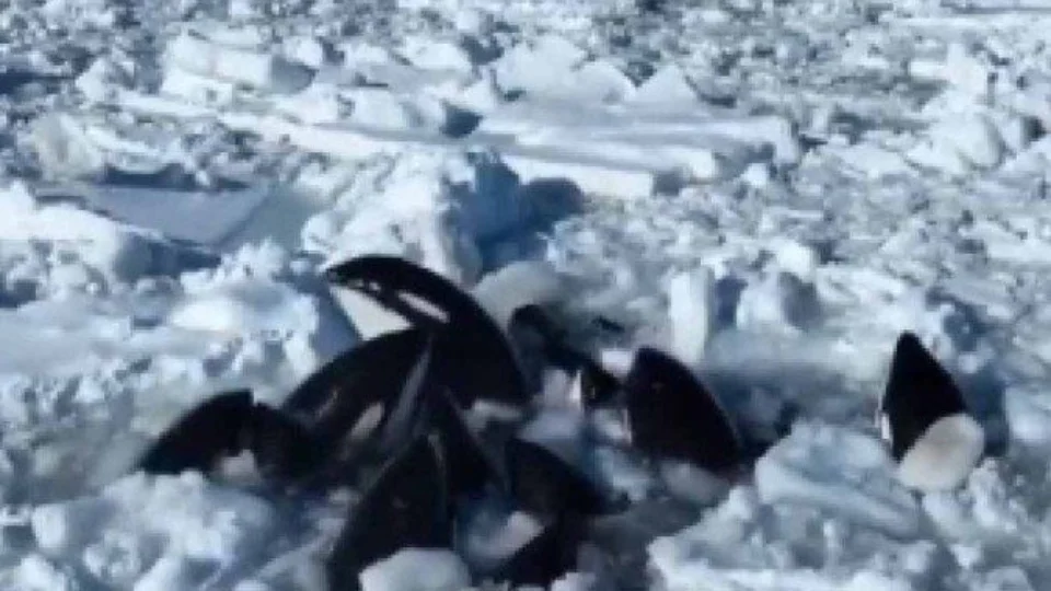 VÍDEO: baleias cercadas por gelo ficam presas no  norte do Japão