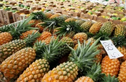 Na Aleam, deputado sugere títulos de frutas e árvore para cidades do AM; entenda