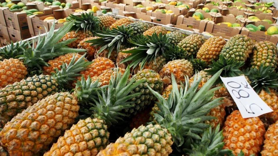 Na Aleam, deputado sugere títulos de frutas e árvore para cidades do AM; entenda