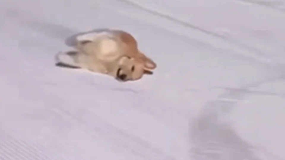 VÍDEO: Golden vê neve pela primeira vez e reação viraliza na web