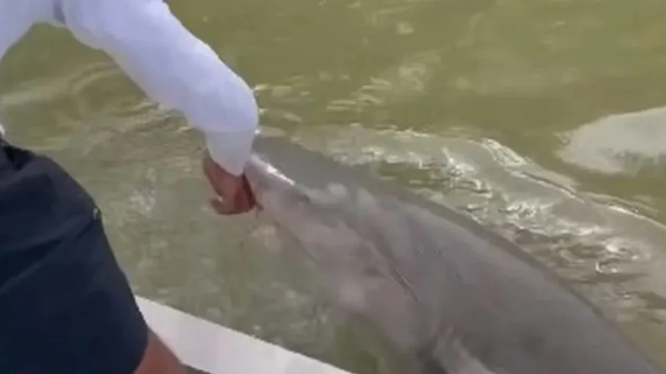 VÍDEO: tubarão abocanha braço de pescador e o puxa para a água nos EUA