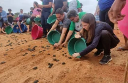 Filhotes de tartarugas e tracajás são devolvidos à natureza no Pará