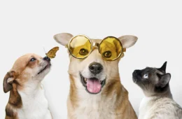 Cientistas explicam: ter animal de estimação reduz estresse e depressão