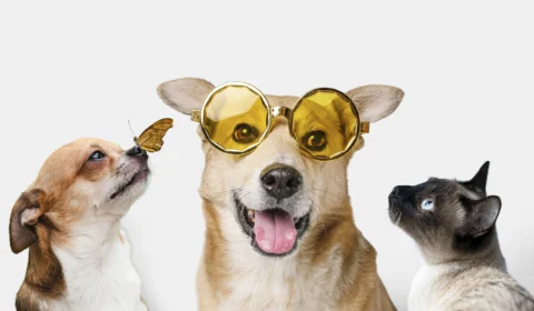 Cientistas explicam: ter animal de estimação reduz estresse e depressão