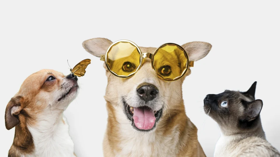 Cientistas explicam: ter animal de estimação reduz estresse e depressão