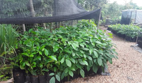 Arborização: 600 mudas de árvores nativas são distribuídas em Luzimangues-TO