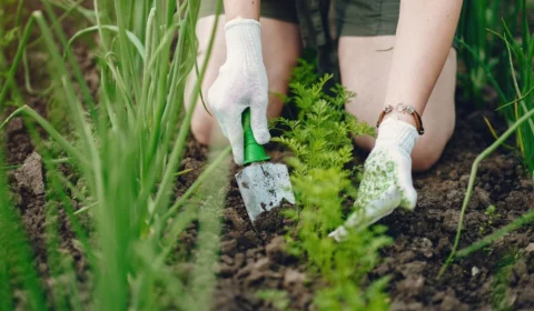 Qual é o benefício de plantar alho em casa?
