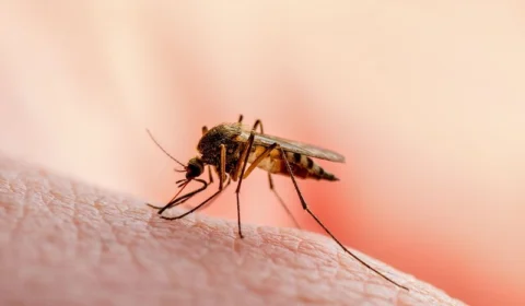 Manaus notifica mais de seis mil casos suspeitos de dengue em 2024