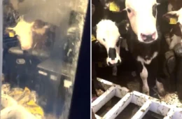 VÍDEO: vacas invadem casa de fazendeiro e relaxam no sofá após bagunça